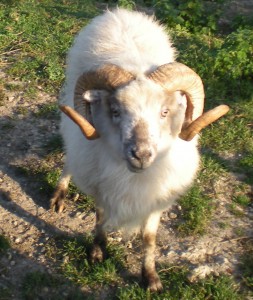 Image credit: https://commons.wikimedia.org/wiki/File:Boreray_Ram.jpg